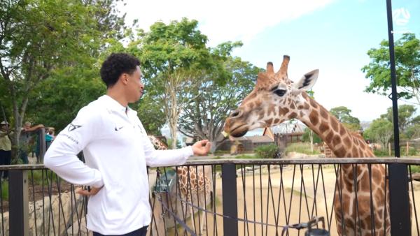 Subway Socceroos feed the animals at Taronga Zoo! 🦒🦘🥬 | Visit Sydney
