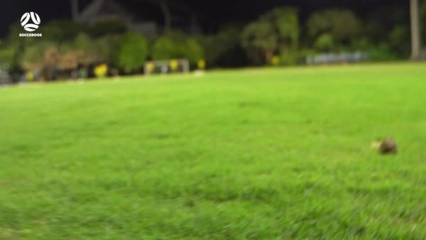 Unexpected visitors interrupt Socceroos training in Hanoi