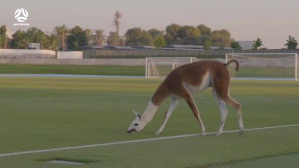 Llama crashes Socceroos training in Dubai